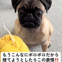 絶望した犬