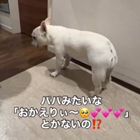引き返す犬3
