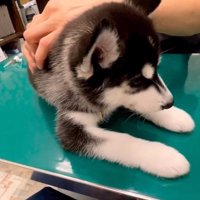 背中を触られるレイルちゃん