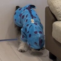 服のフードが目にかかって立ち止まっている犬