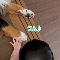 わんこのおててを触りたい