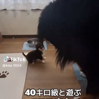 向かい合う2匹の犬