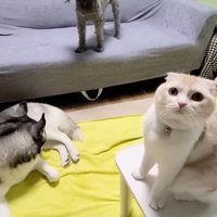 リビングでくつろぐ犬と猫