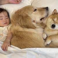 ベッド騒動