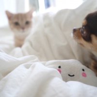 じーっと見ている…！