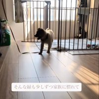 楽しそうに歩く子犬
