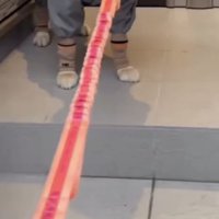 玄関で足を止める犬