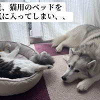 猫用ベッドがうらやましい