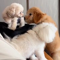 ボスにちょっかい出したら…