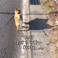 朝日を浴びながら歩く犬
