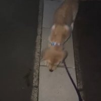 側溝の上を歩く犬
