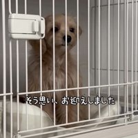 ケージの中でお座りする犬