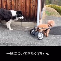 心配そうな犬