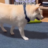 何かをお願いしに来たごん太くん