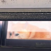 「そんなわけ…」