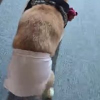 パンツが小さすぎる！