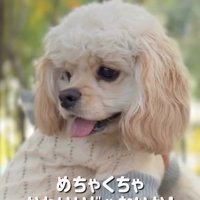アフロが定着したパルちゃん