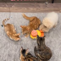 配給係をするくるみちゃん⑩