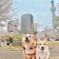 プクちゃんの胸元が…