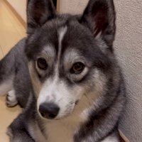 上目遣いの犬