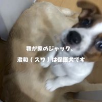 大きな犬に乗る子犬