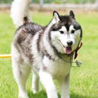 中型犬部門で見事2位