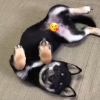可愛すぎる風太ちゃんでした