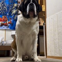 首をかくのが下手なむちゃ君3