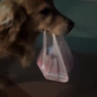 袋を咥えて歩く犬