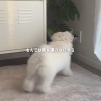 観葉植物を嗅ぐ白い犬