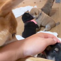 母犬