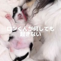 舐められてもぐっすり眠る犬