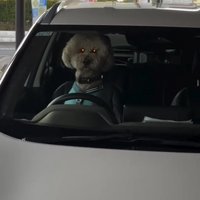 運転席で背筋を伸ばす犬