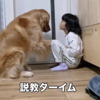 見つめ合う犬と女の子