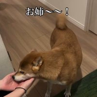 お姉ちゃん帰宅時のけいちゃん3