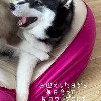 子犬に飛び乗られて嬉しそうな成犬