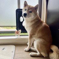 柴犬