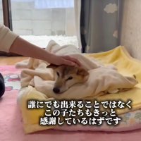 横たわるクッキーちゃん