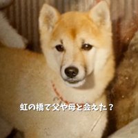 こちらを見る犬
