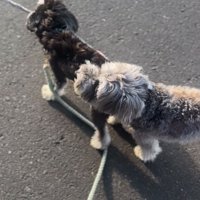 もう1匹のリードを噛む犬2