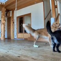 熱めのナデナデ！