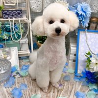 甘えん坊な兄犬
