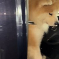 ドアのそばに座る犬