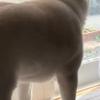 立ち上がって窓の外をのぞく犬