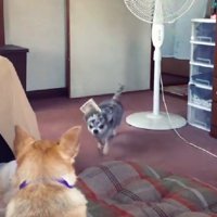 部屋に突撃してきたわんこ