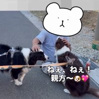 撫でられるりっかちゃん