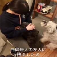 飛びつく犬2匹