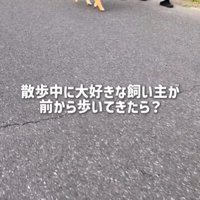 歩く犬1