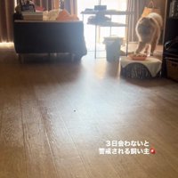 近づいてくるうーちゃん