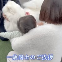 男の子が泣き始めて顔を逸らすサモエド